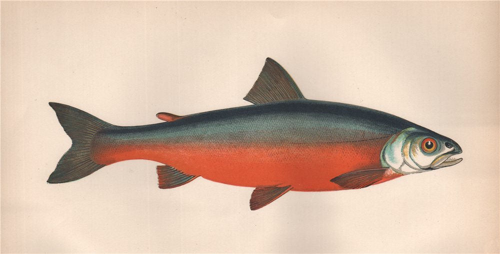 COLE'S CHAR. Enniskillen Char; Salmo Colei; Salvelinus Colei. COUCH. Fish 1862